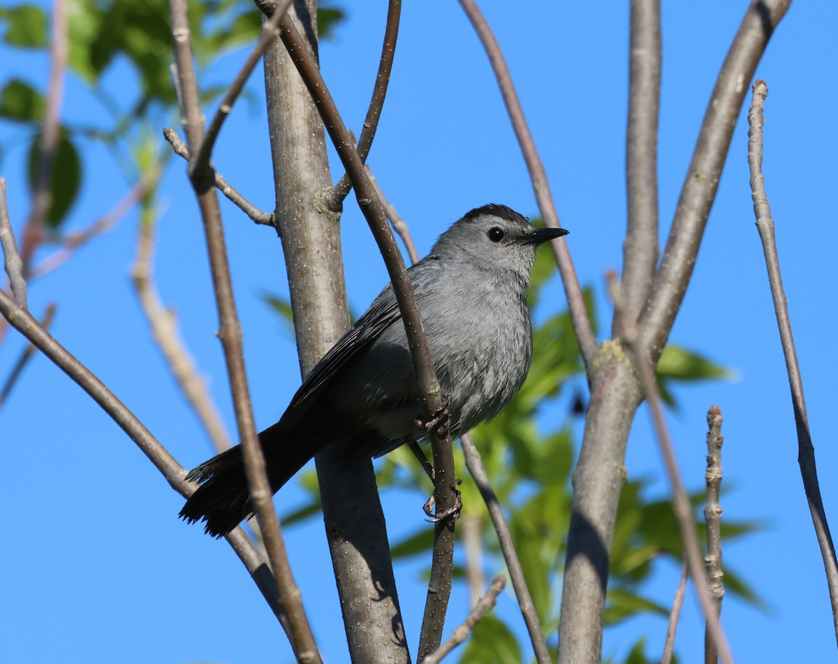 Gray Catbird - ML636434406
