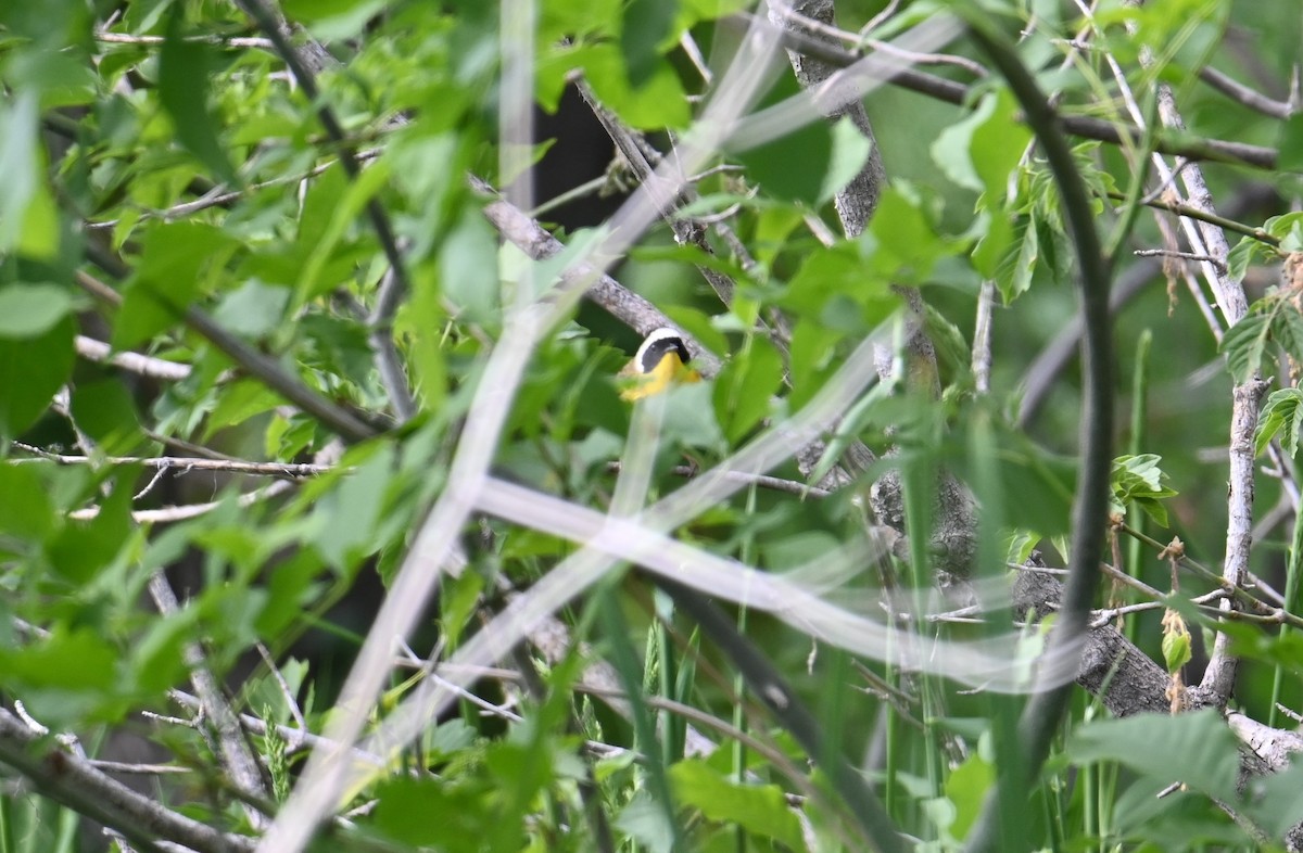 Common Yellowthroat - ML636434415