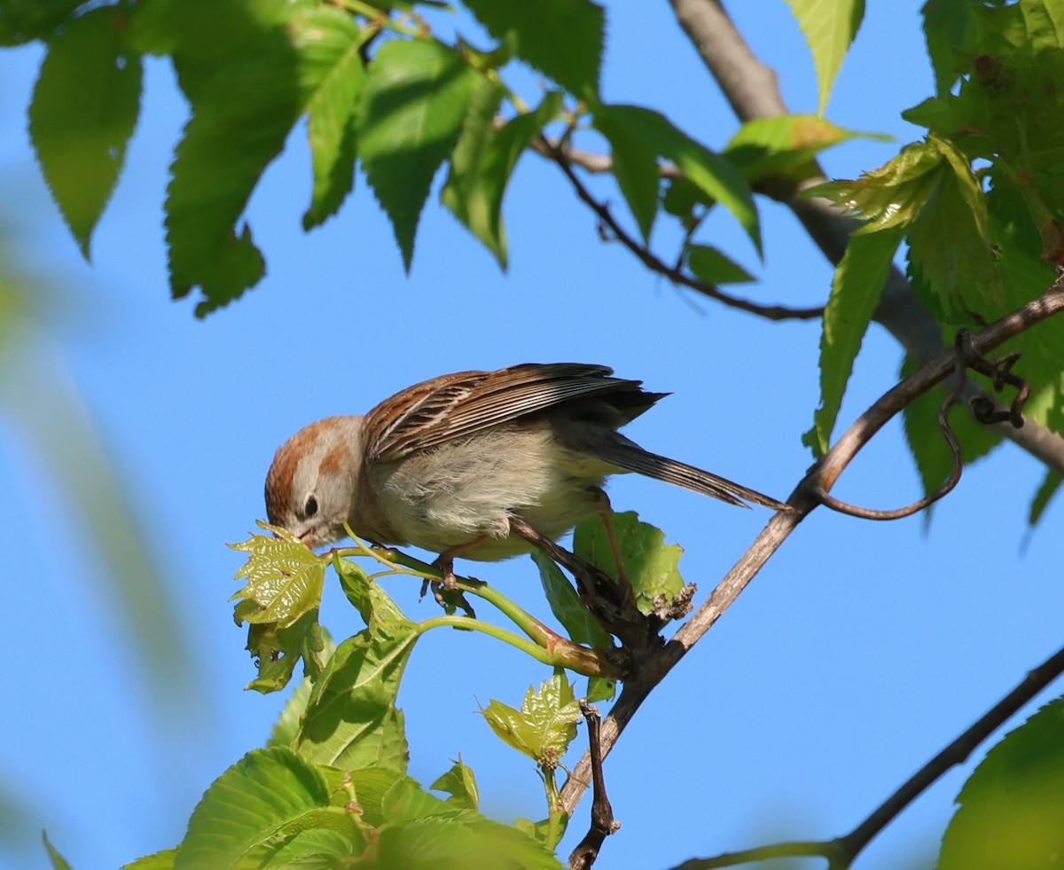 Field Sparrow - ML636434420