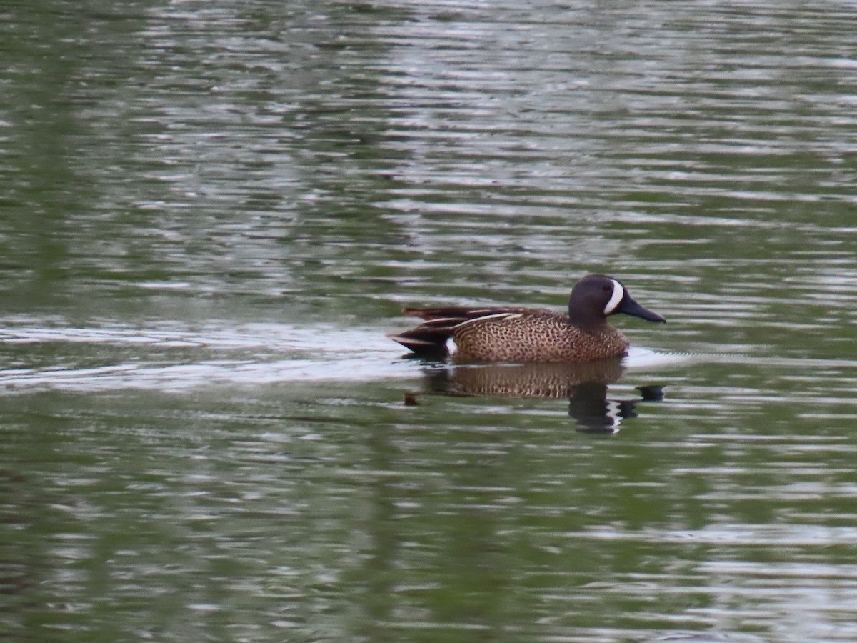 Blue-winged Teal - ML636434438