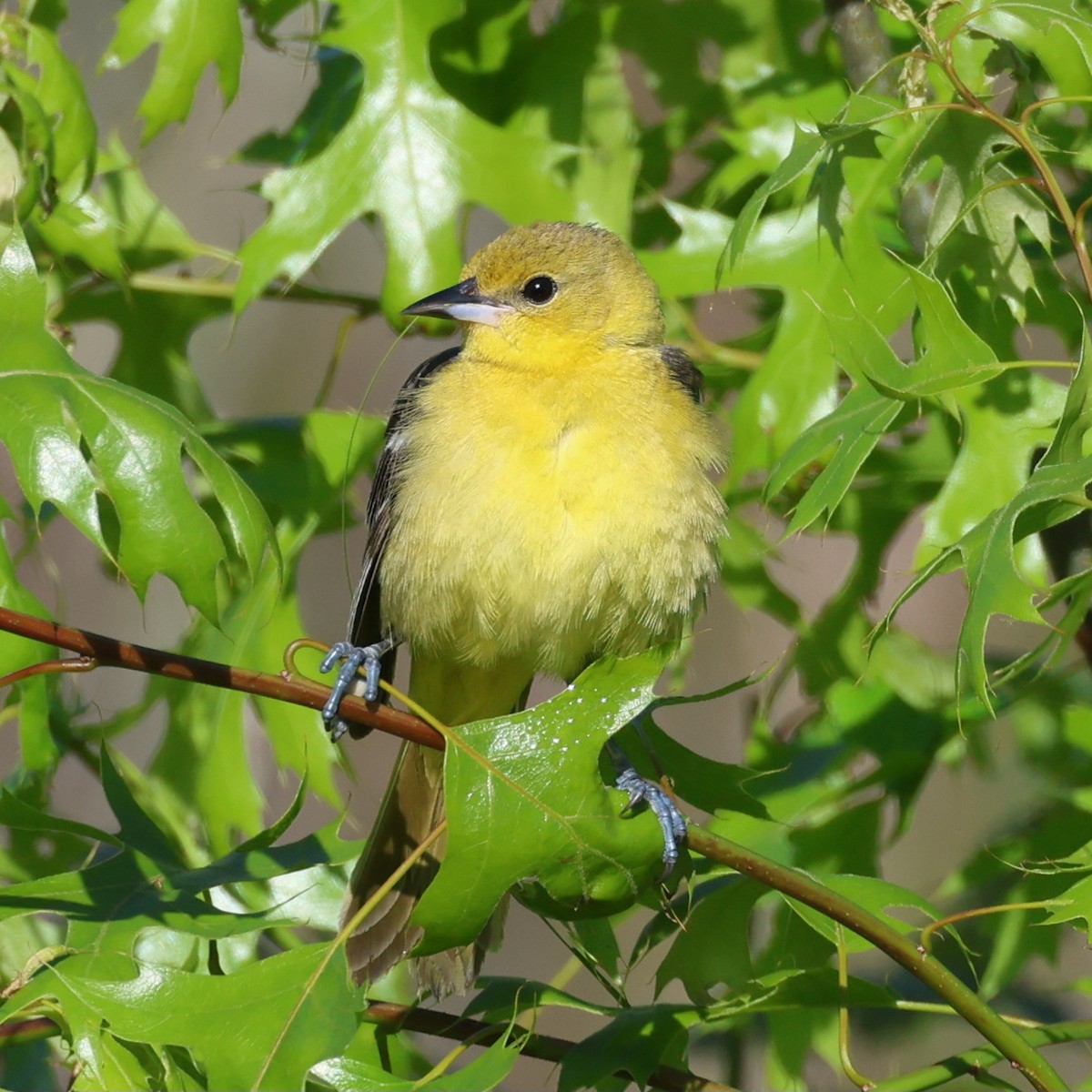 Orchard Oriole - ML636434445
