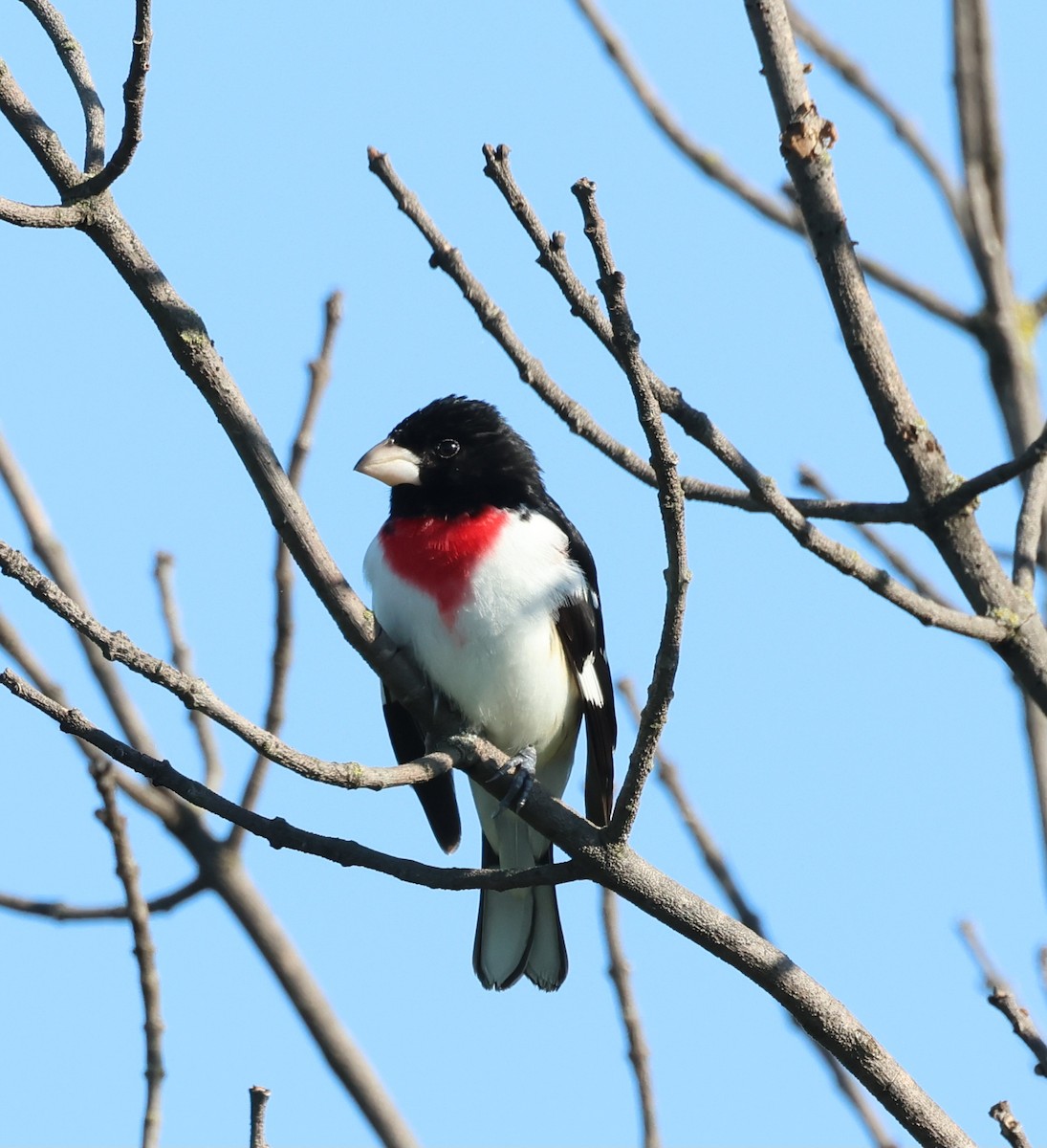 Rose-breasted Grosbeak - ML636434485