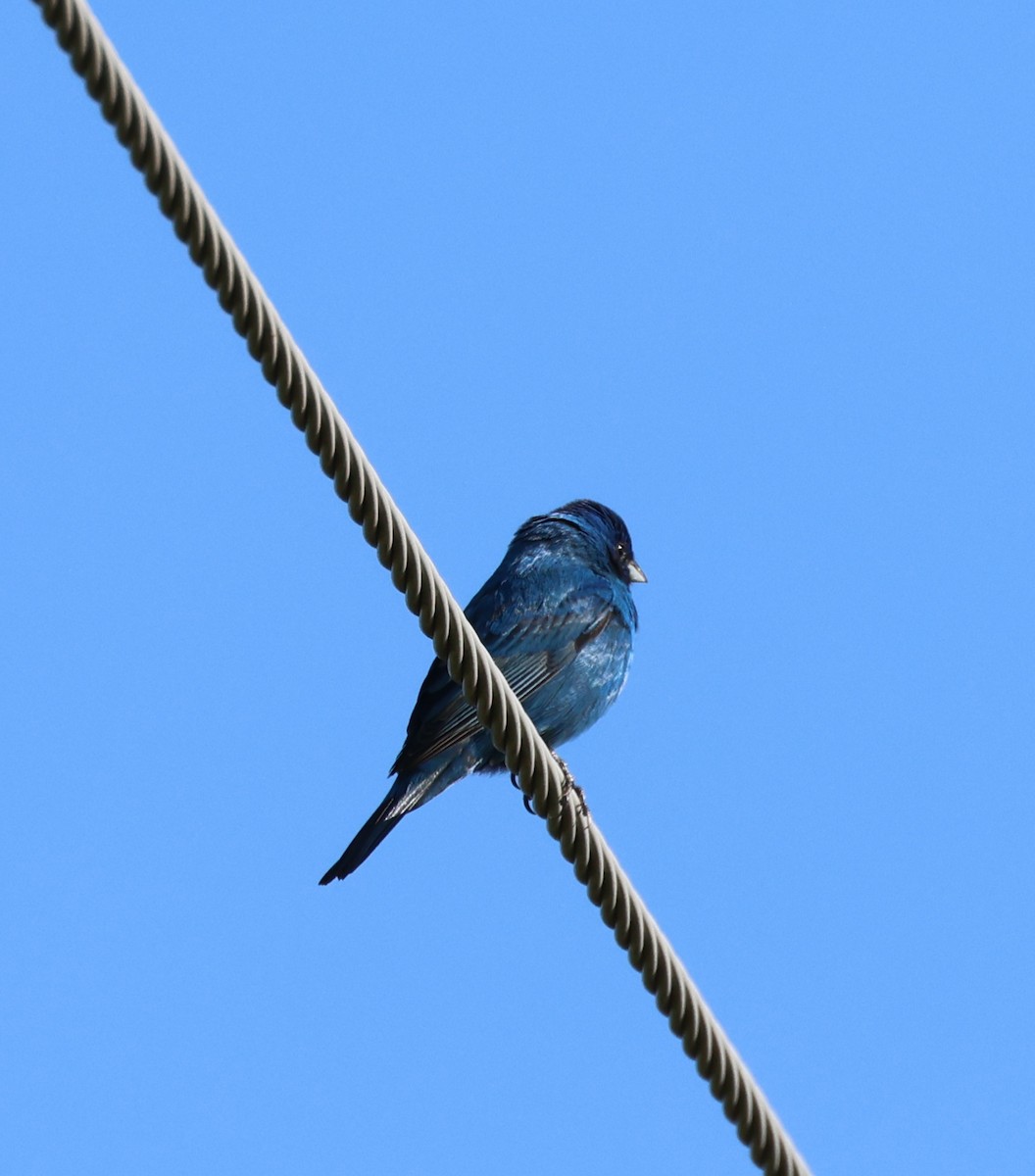 Indigo Bunting - ML636434496