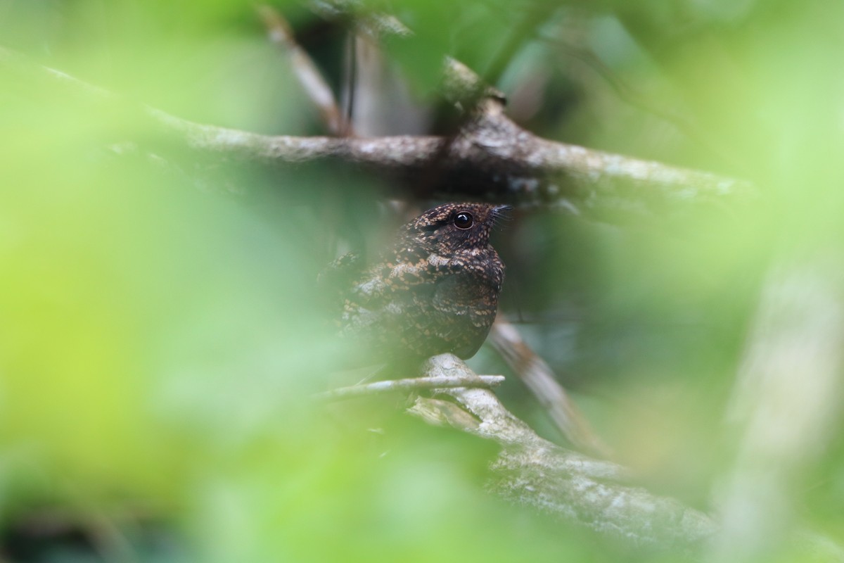 Blackish Nightjar - ML636434506