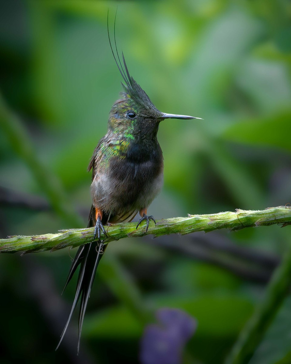 Wire-crested Thorntail - ML636434525