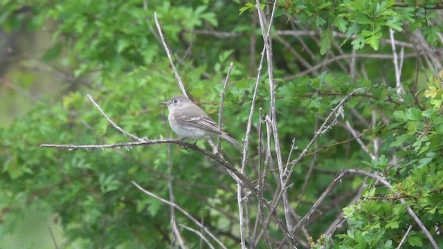 White-breasted Nuthatch - ML636434553