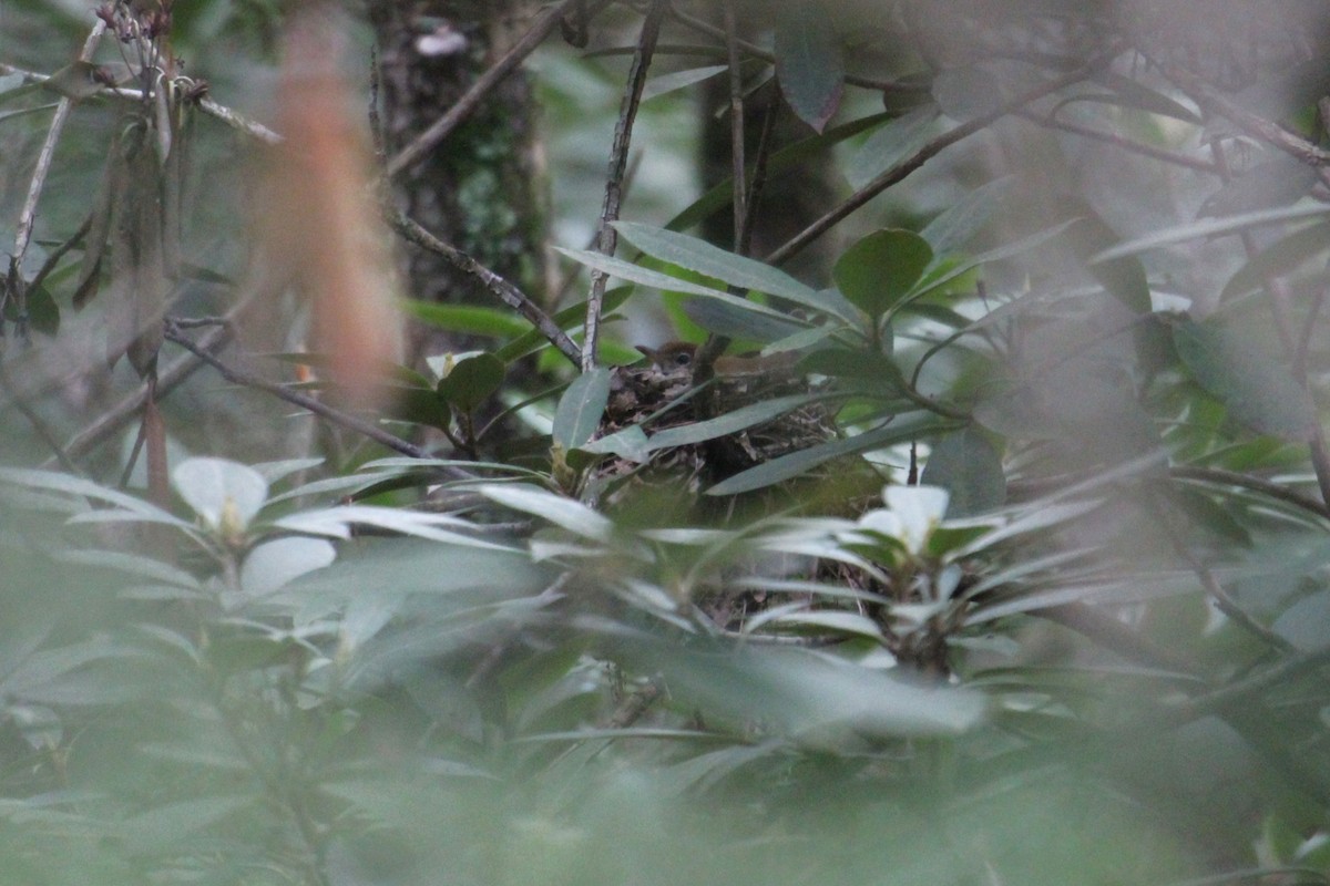 Wood Thrush - ML636434591