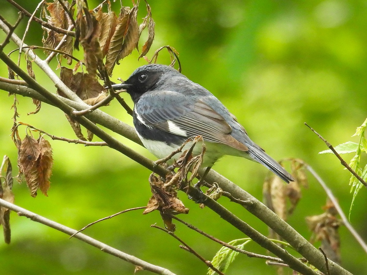 eBird Checklist - 24 May 2025 - Rossiter Rd / West Rd - 18 species