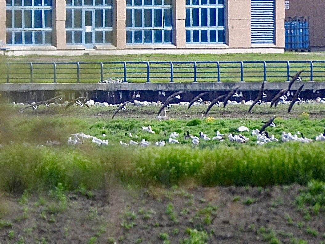 Хар толгойт галуу - ML636434610