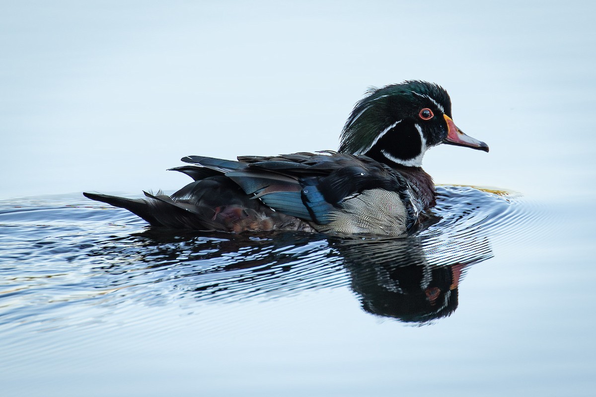 Wood Duck - ML636434696
