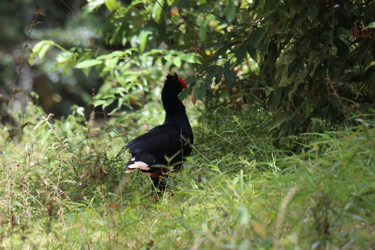 Razor-billed Curassow - ML636434729