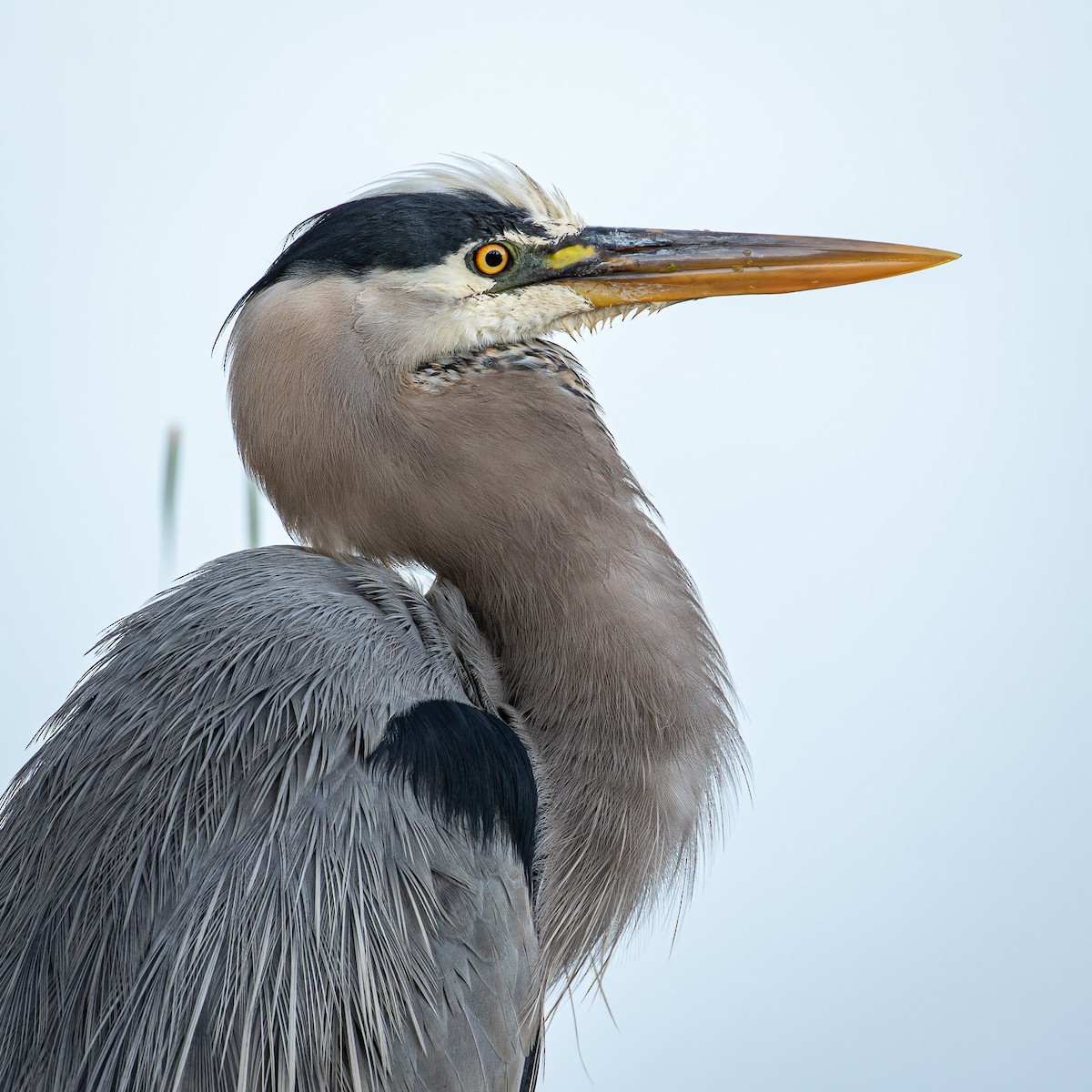 Great Egret - ML636434789