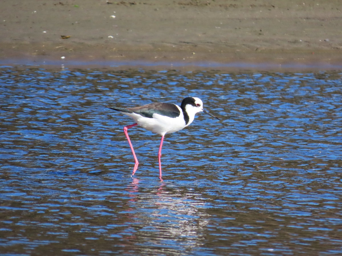 Black-necked Stilt - ML636434995