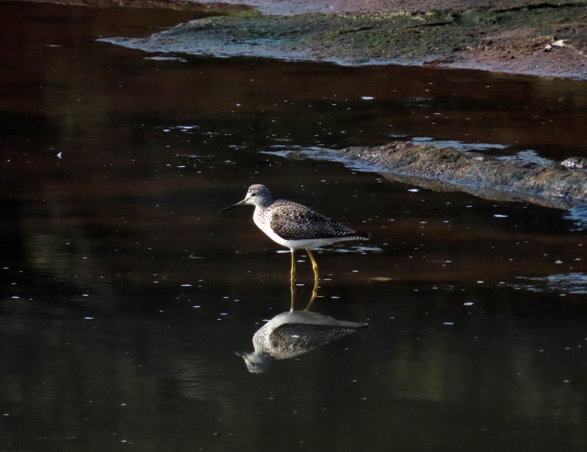 Lesser Yellowlegs - ML636435016