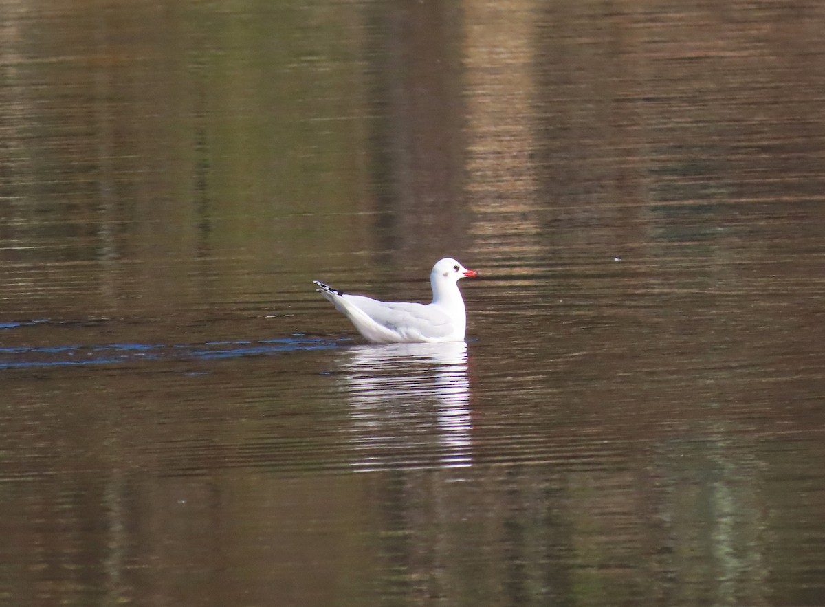 Brown-hooded Gull - ML636435029