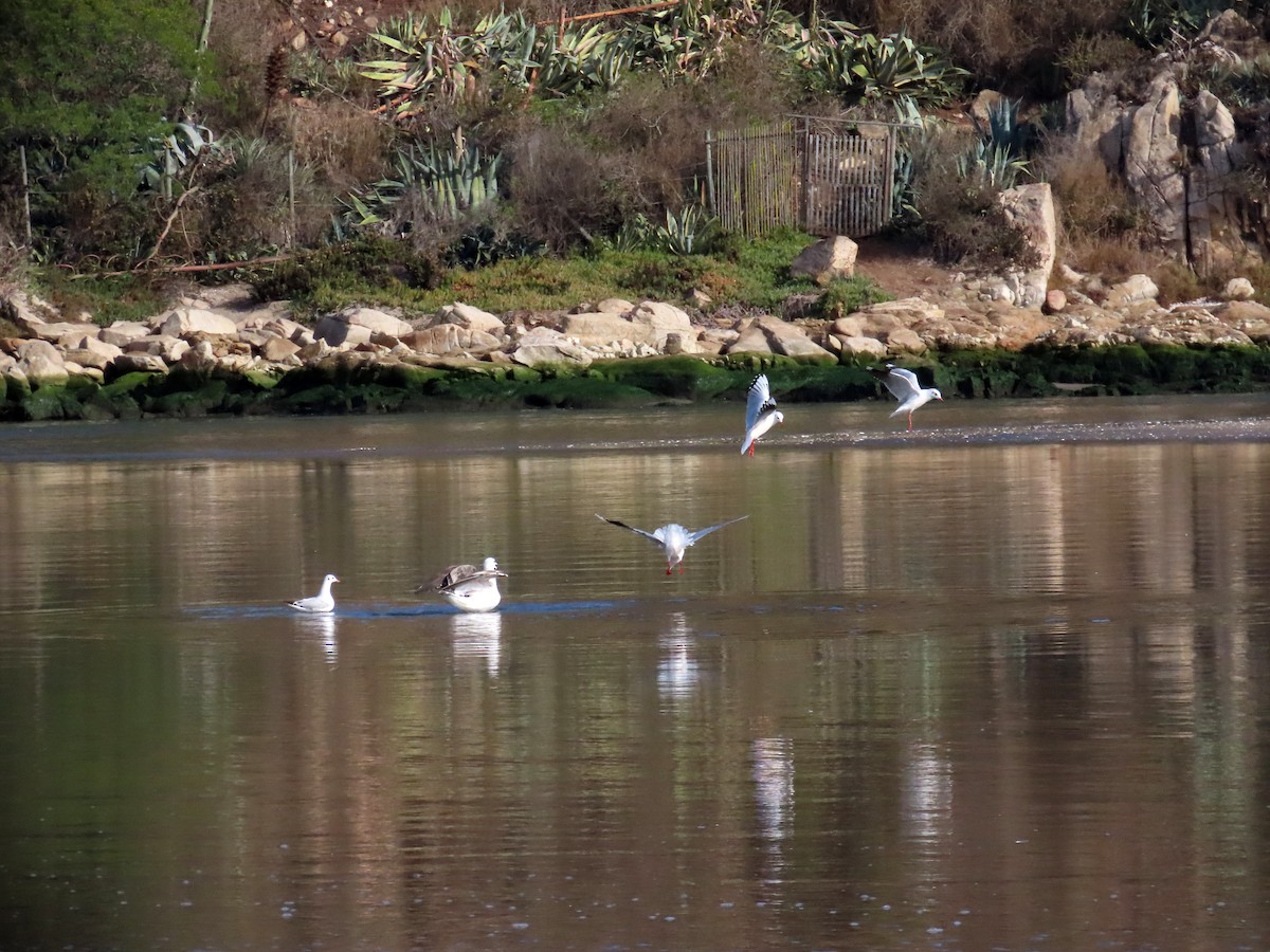 Brown-hooded Gull - ML636435030