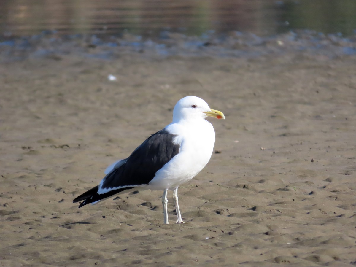 Kelp Gull - ML636435051