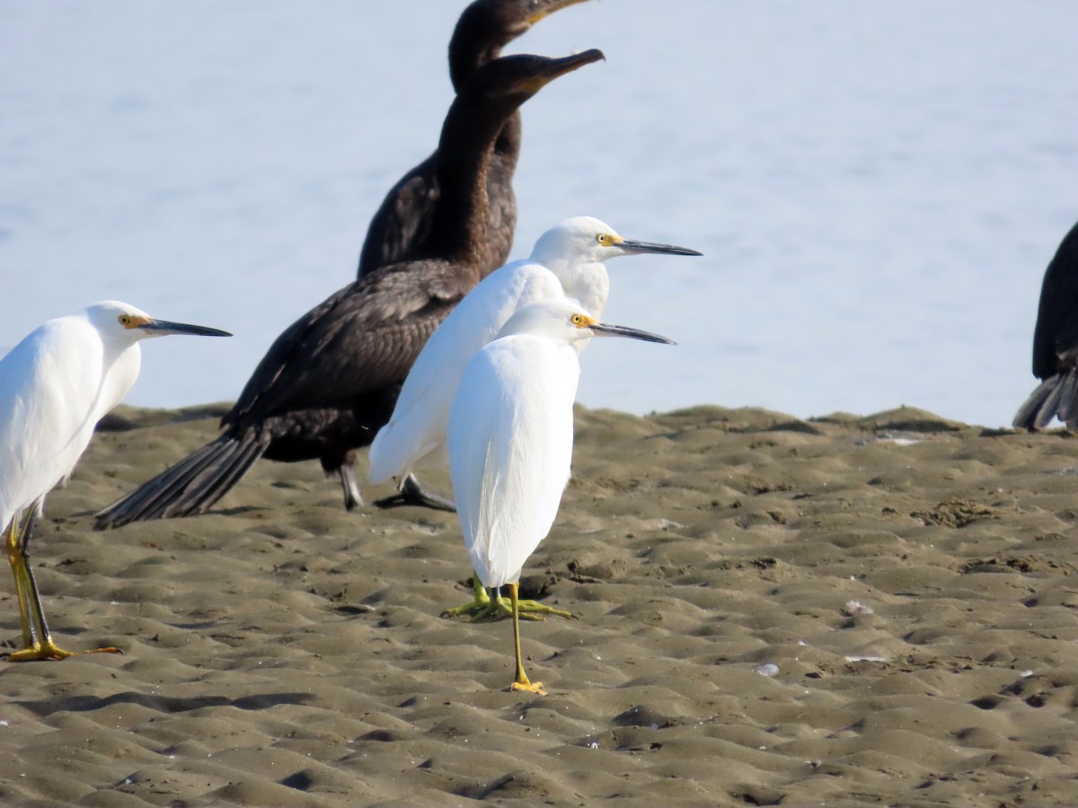 Snowy Egret - ML636435066