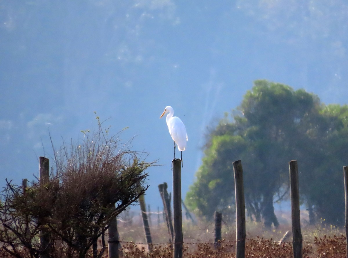 Great Egret - ML636435071