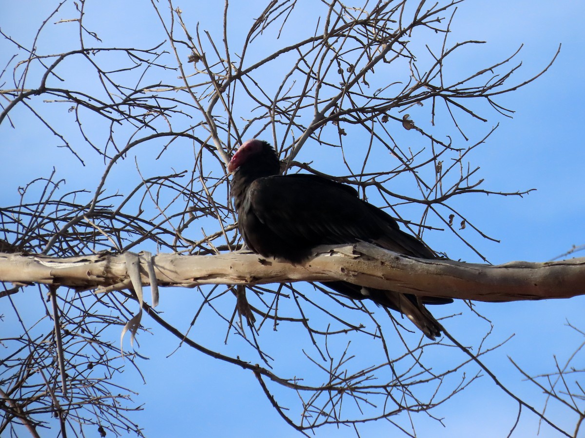 Turkey Vulture - ML636435082