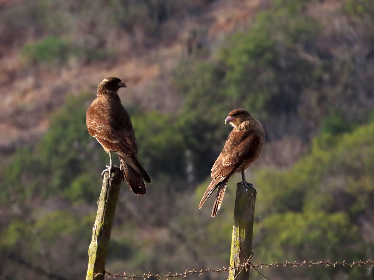 Chimango Caracara - ML636435095