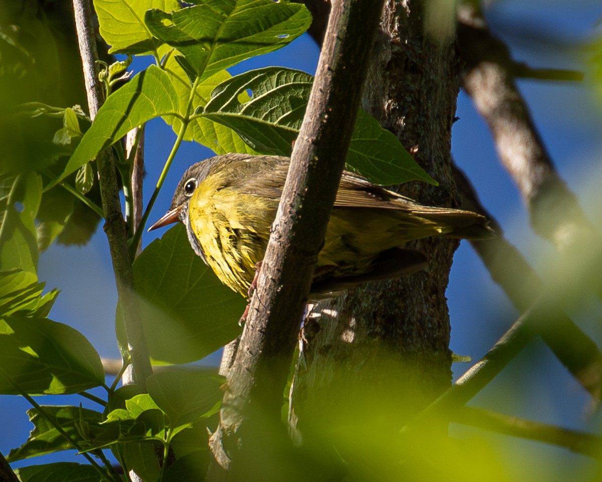 Connecticut Warbler - ML636435107