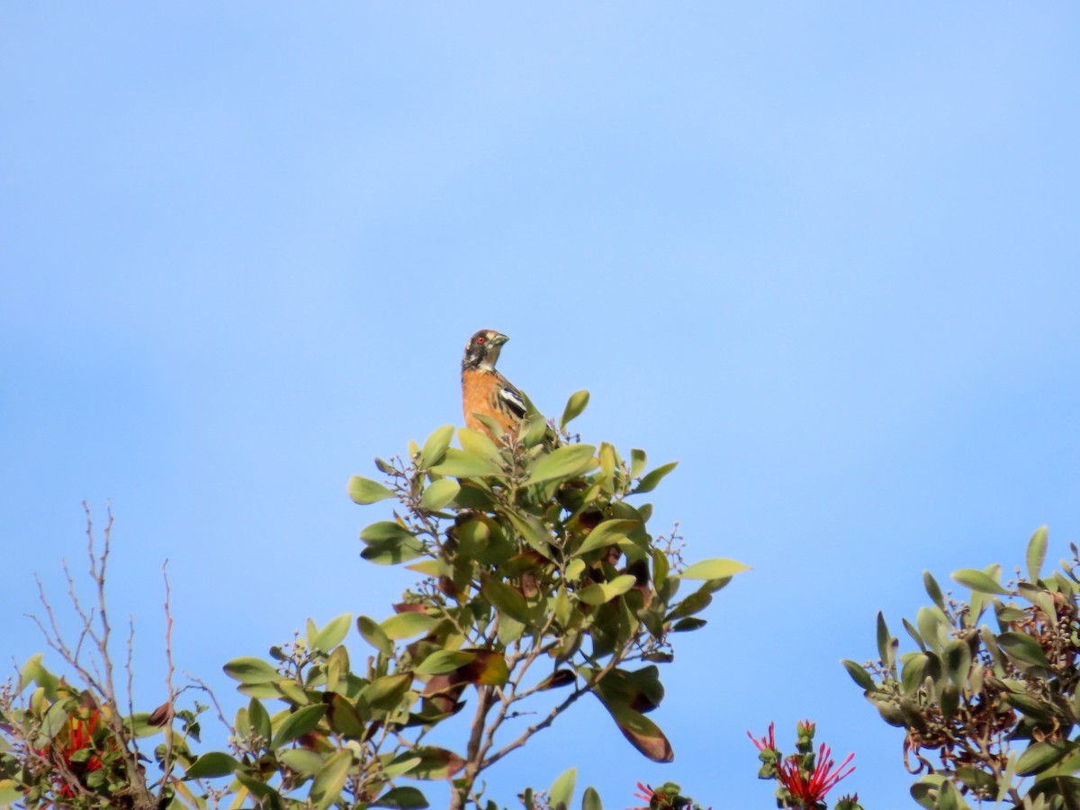 Rufous-tailed Plantcutter - ML636435115