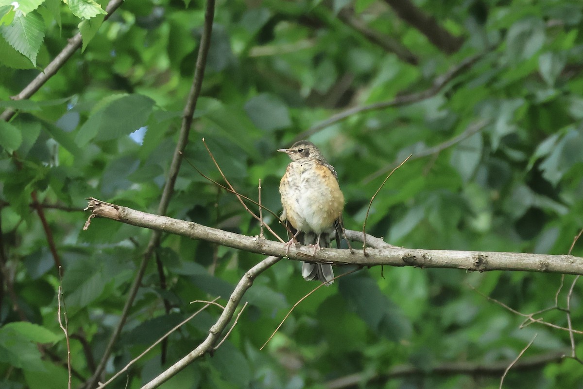 American Robin - ML636435133