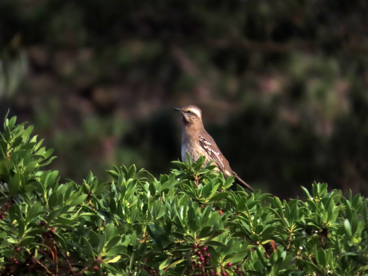 Chilean Mockingbird - ML636435147