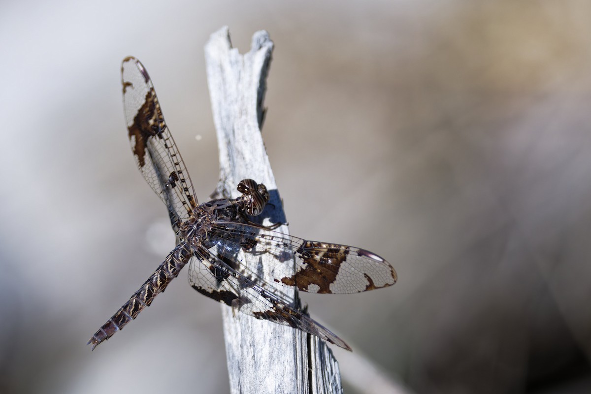 Insects - ML636435202