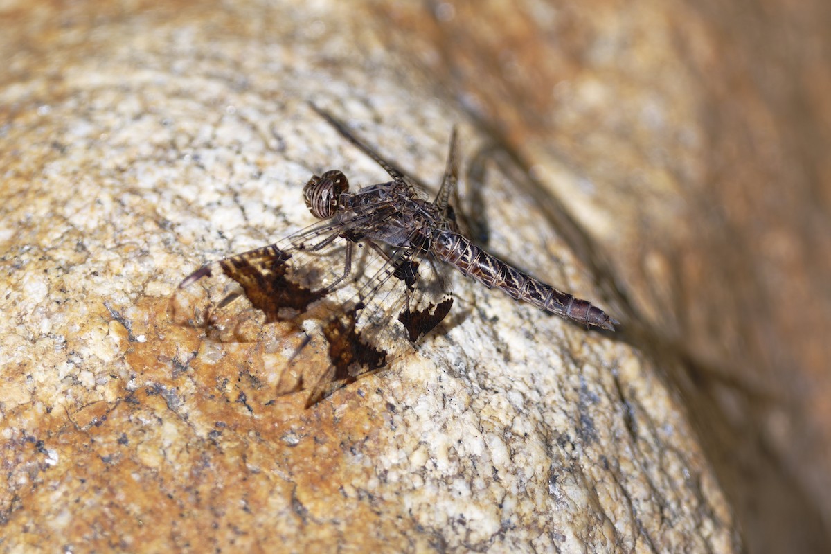 Insects - ML636435204