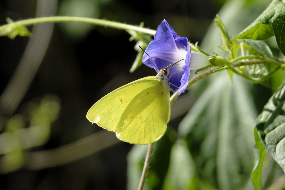 Insects - ML636435218