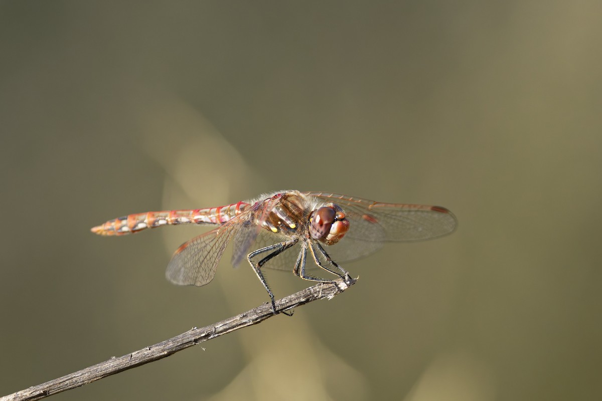Insects - ML636435238