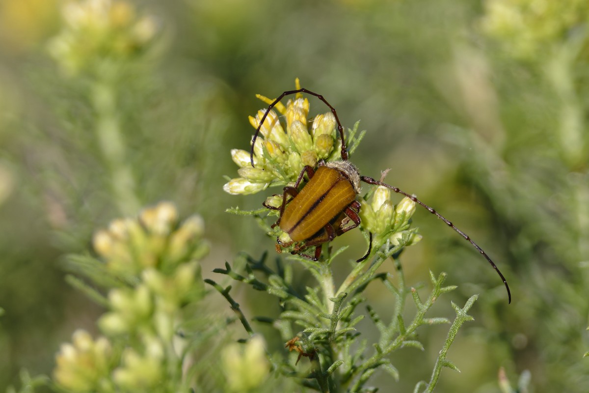 Insects - ML636435239