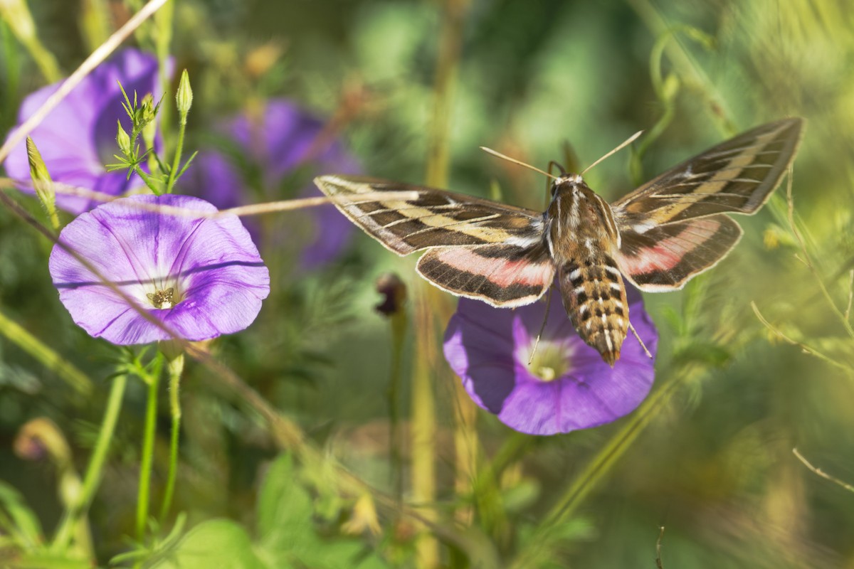 Insects - ML636435240