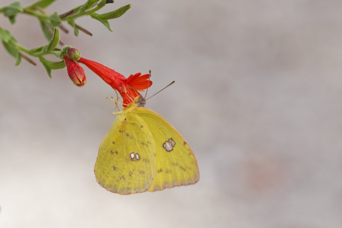 Insects - ML636435250