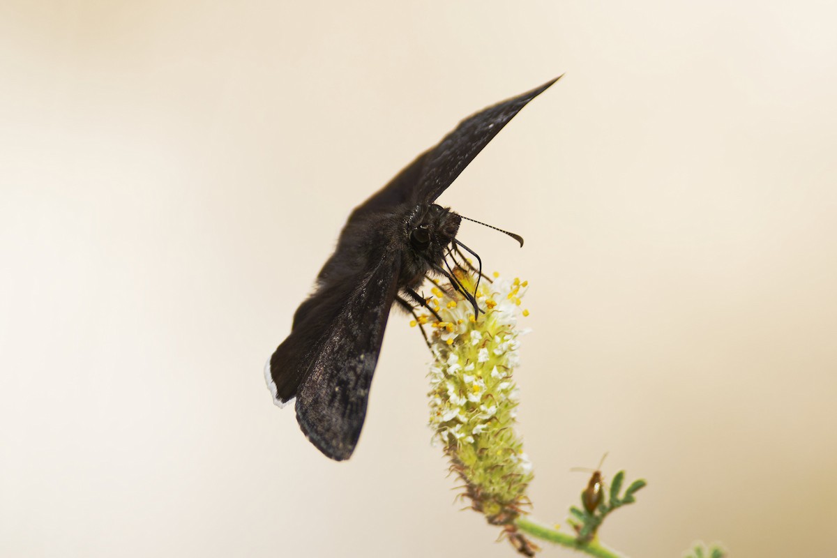 Insects - ML636435251