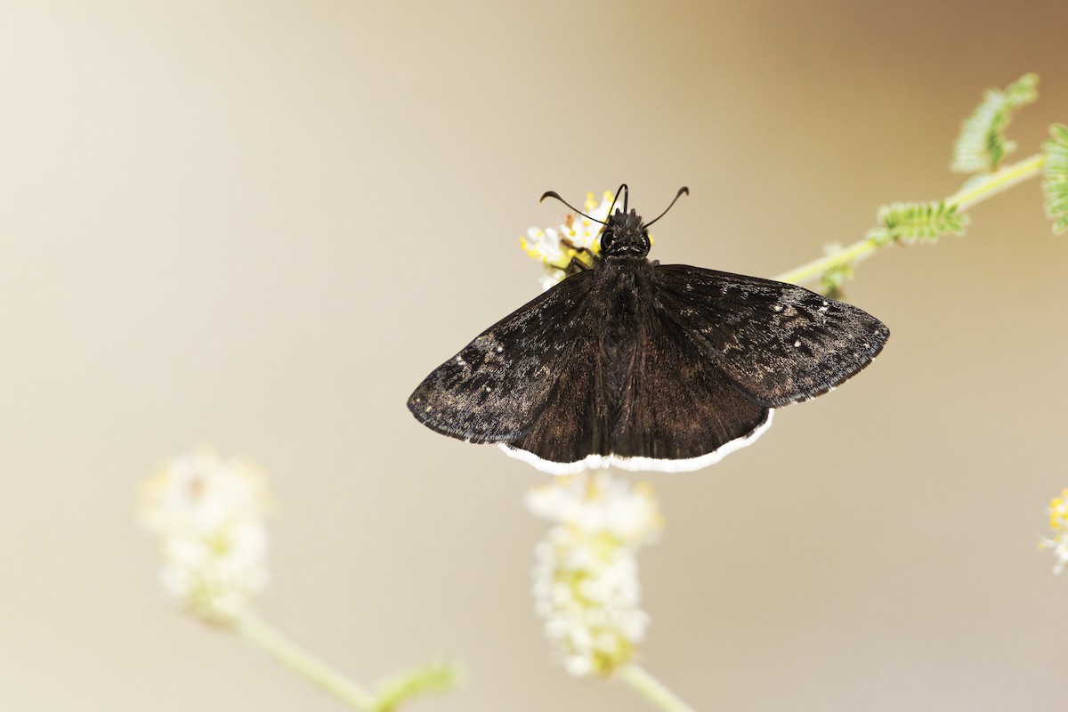 Insects - ML636435254
