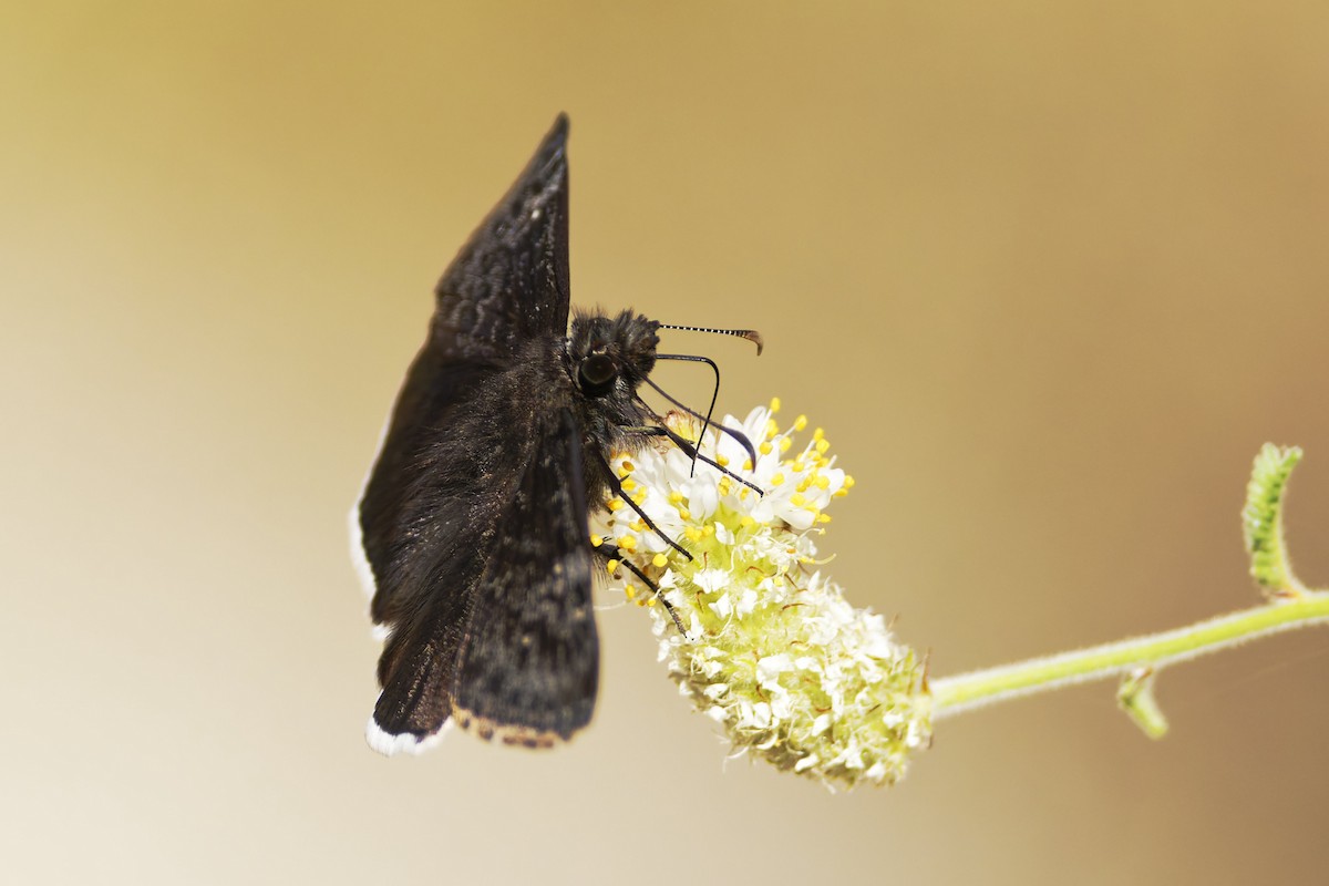 Insects - ML636435255