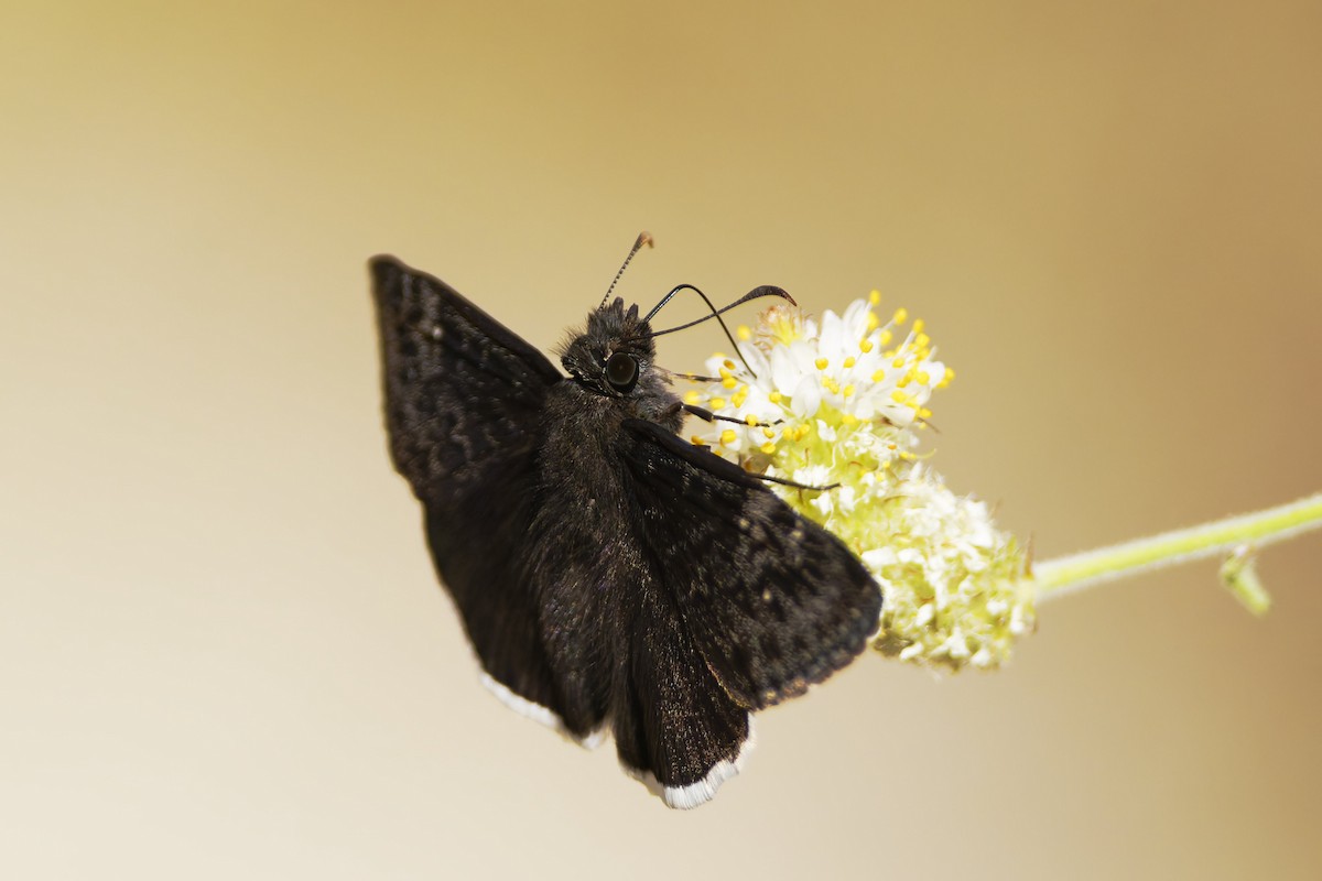 Insects - ML636435256