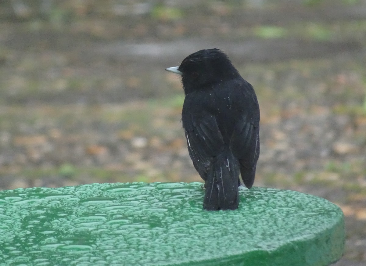 Velvety Black-Tyrant - ML636435281