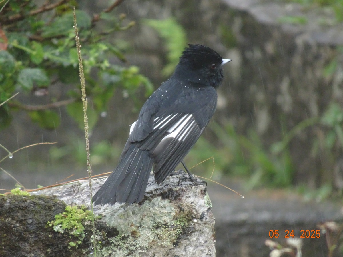 Velvety Black-Tyrant - ML636435282
