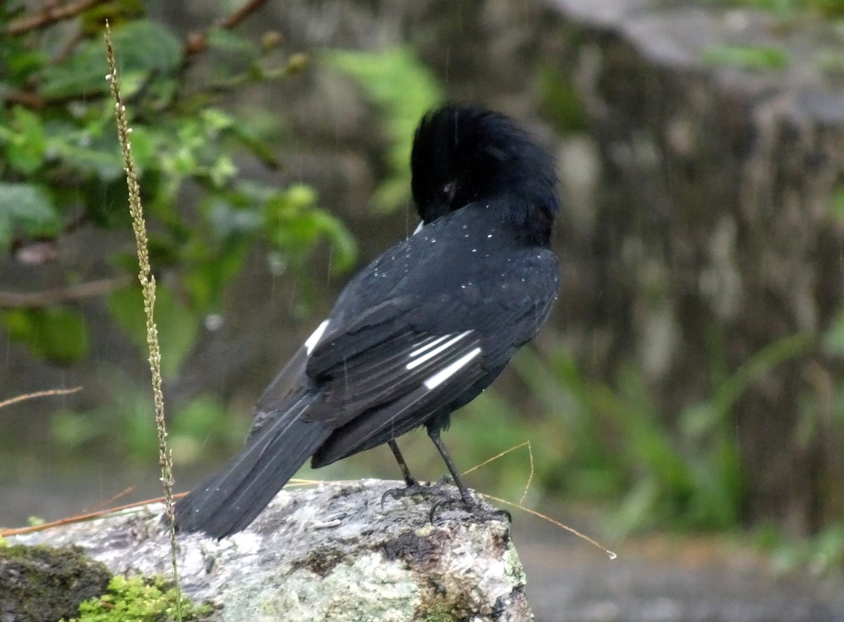 Velvety Black-Tyrant - ML636435283