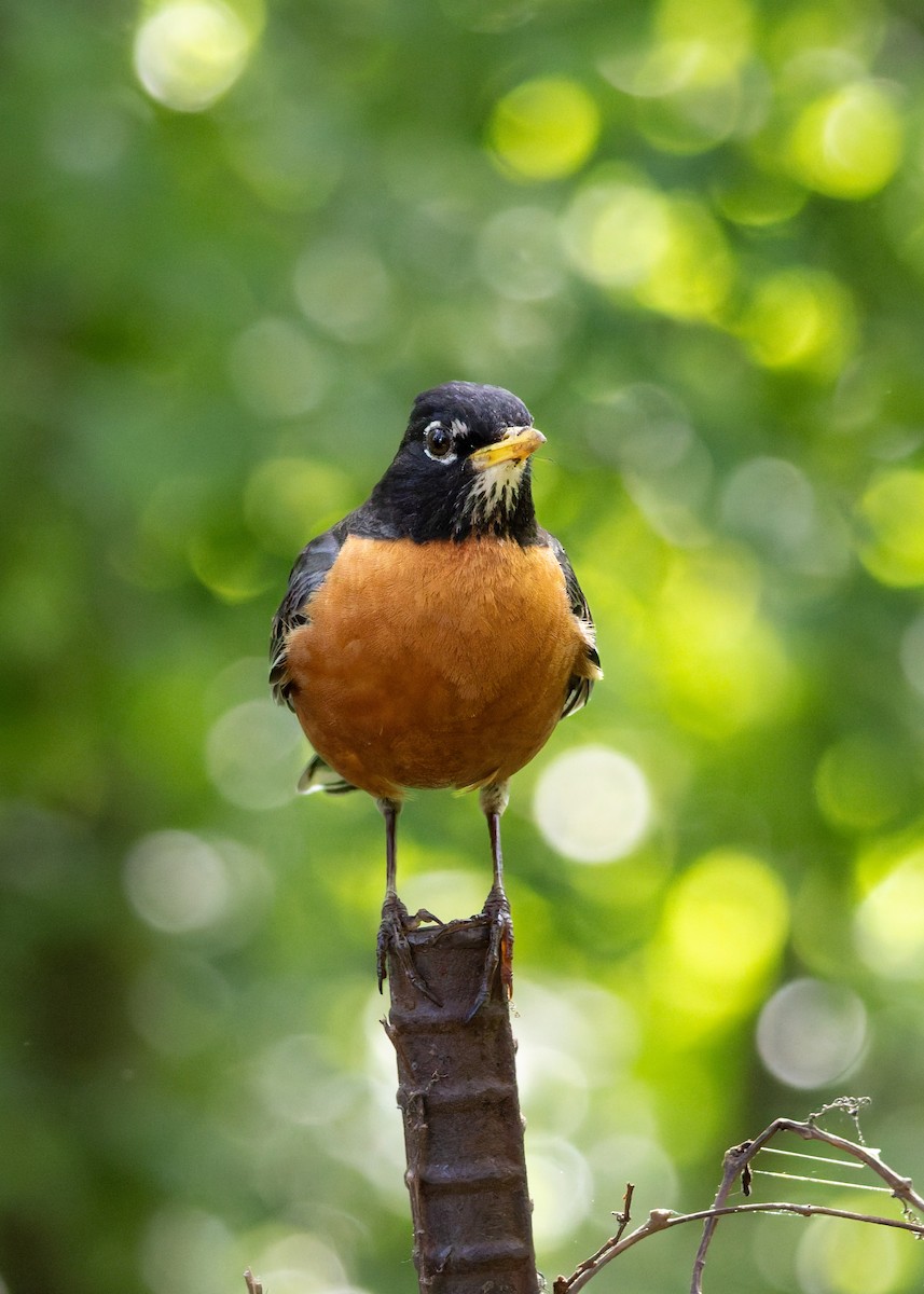 American Robin - ML636435502