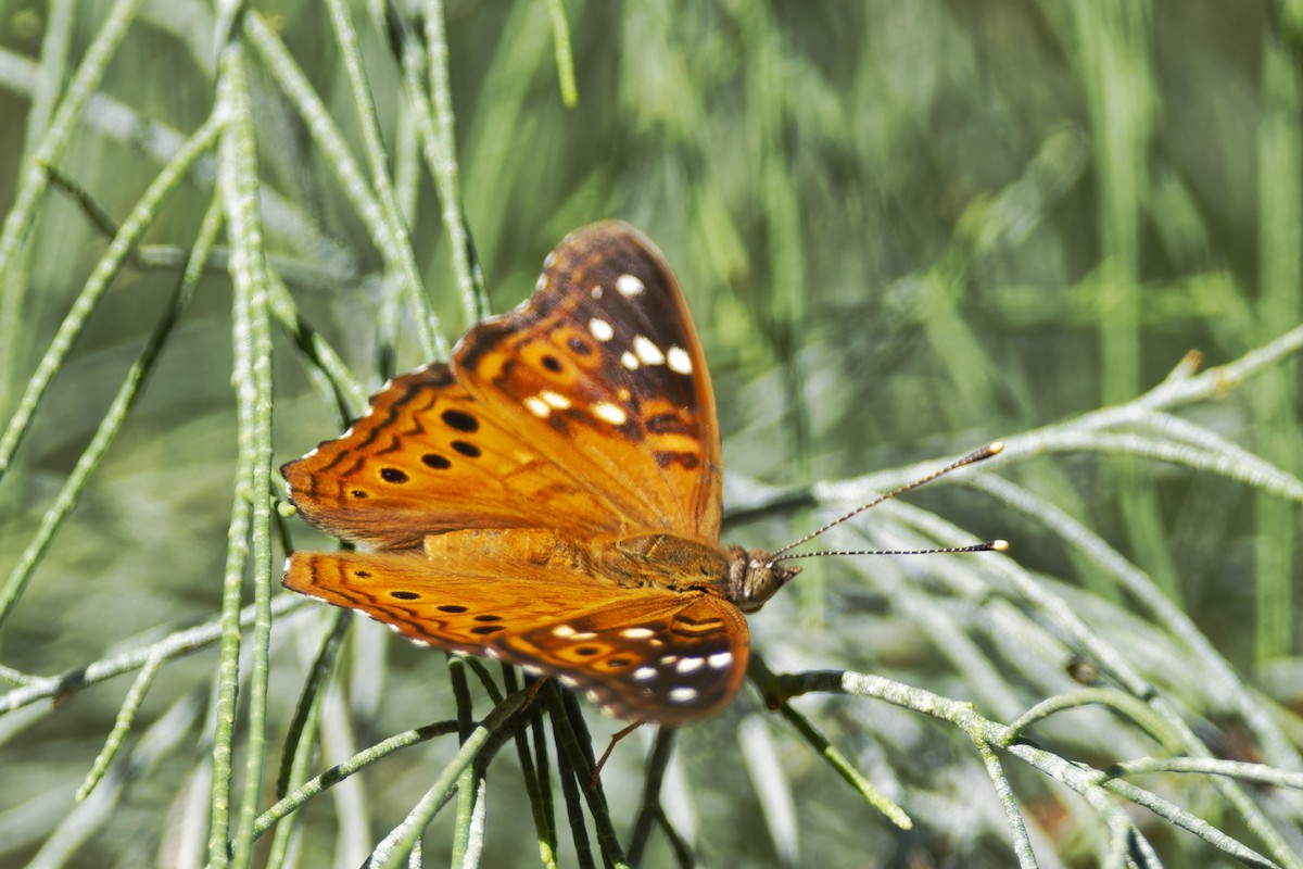Insects - ML636435589