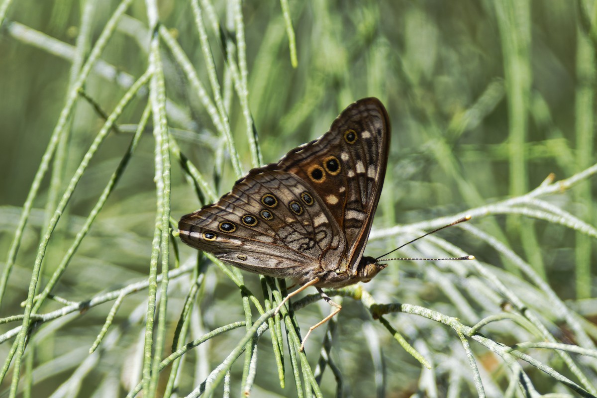 Insects - ML636435590