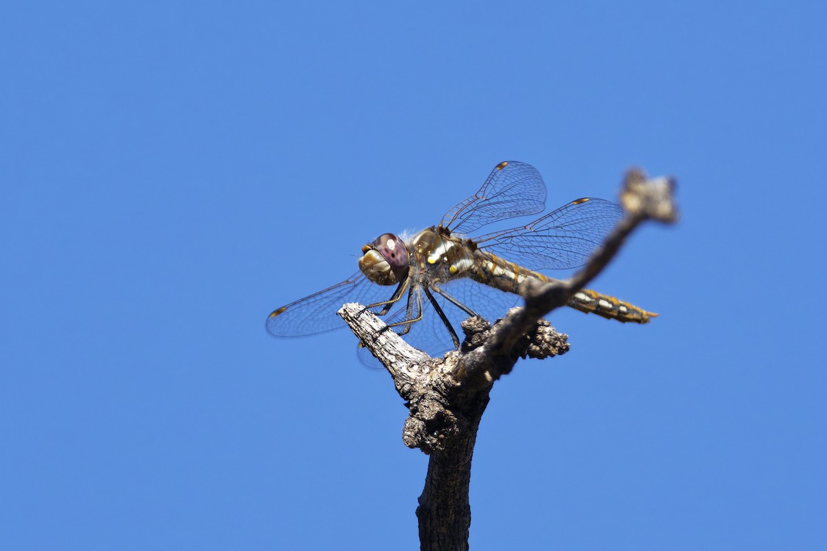 Insects - ML636435594