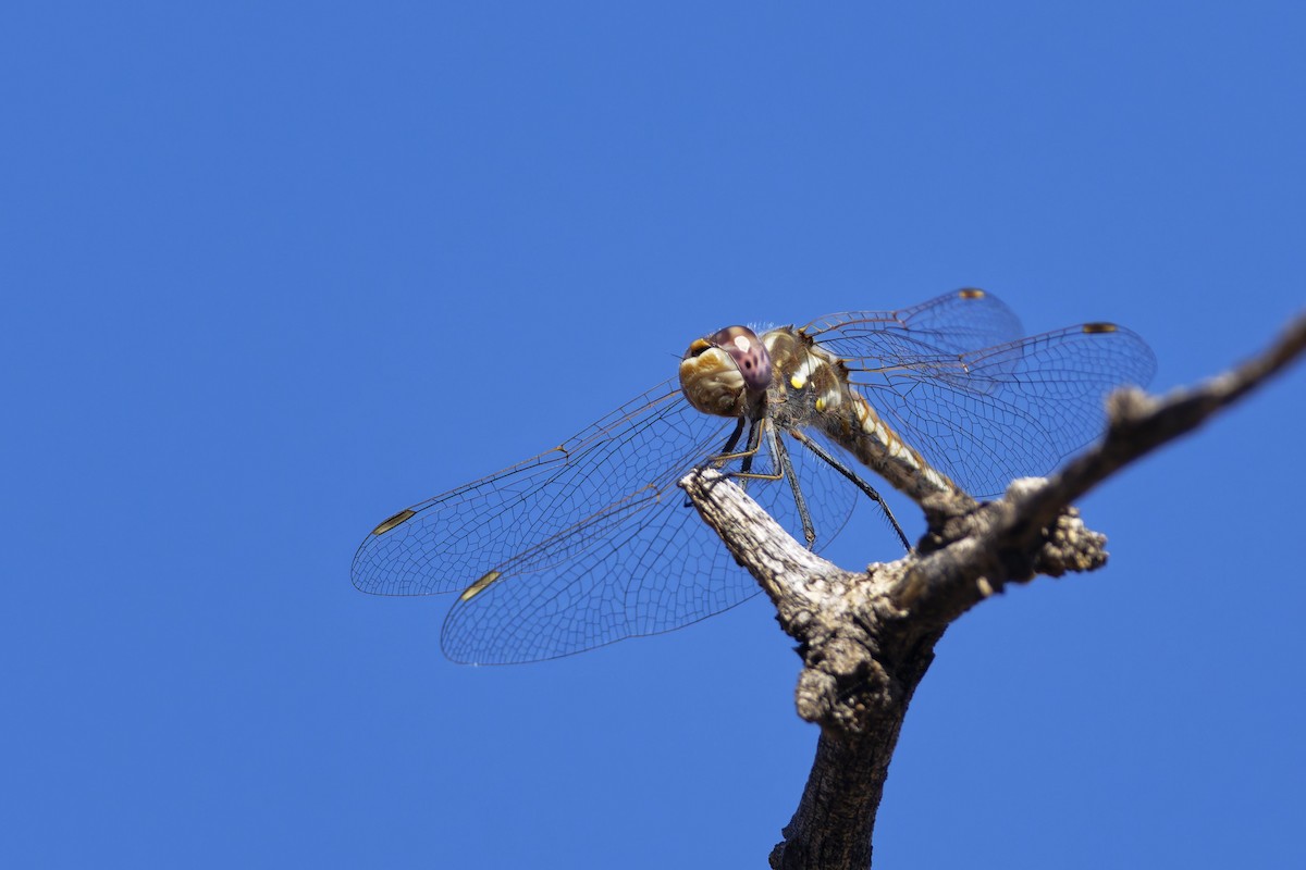 Insects - ML636435595