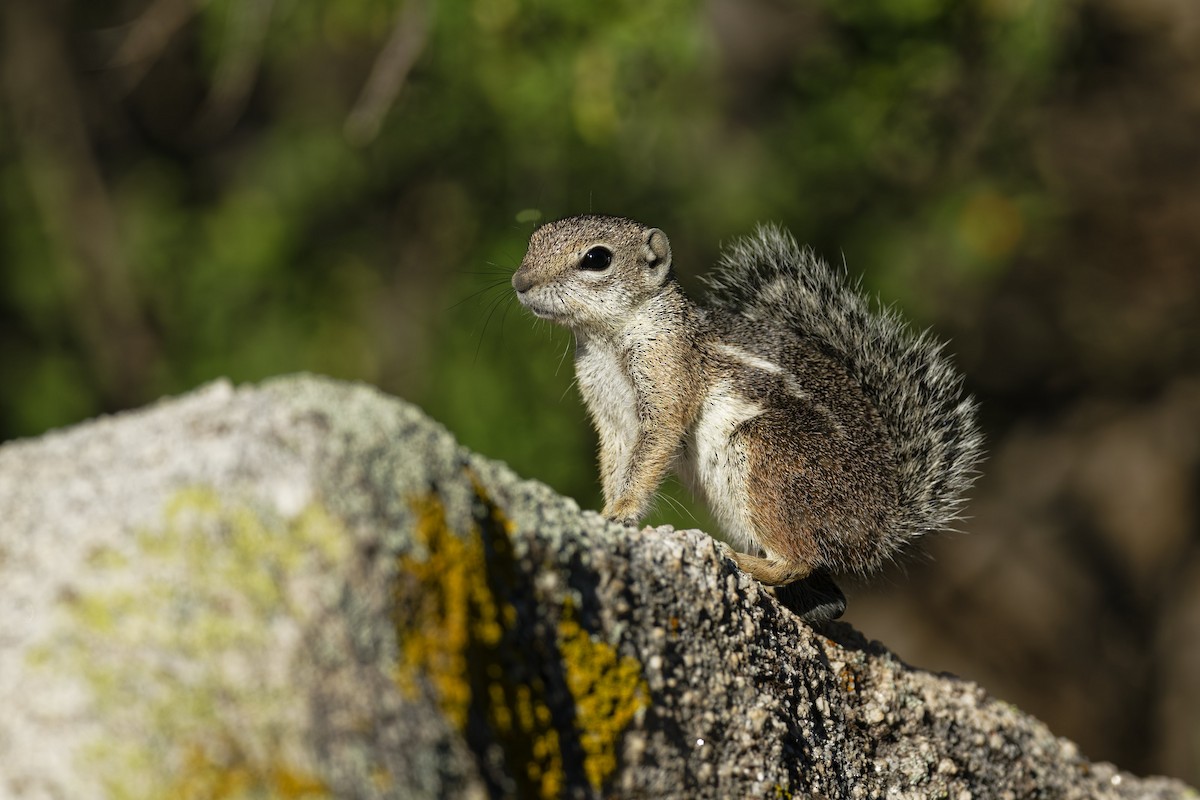 Harris' Antelope Squirrel - ML636435596