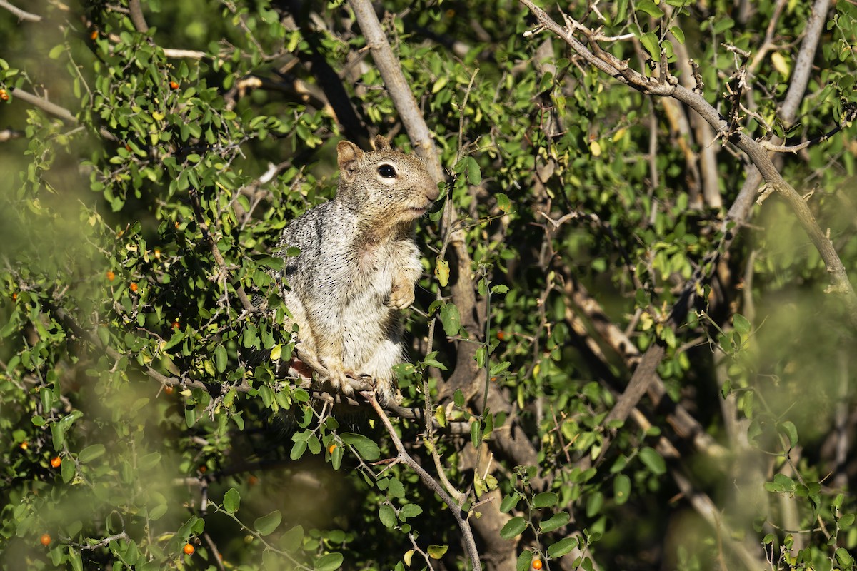 Rock Squirrel - ML636435598